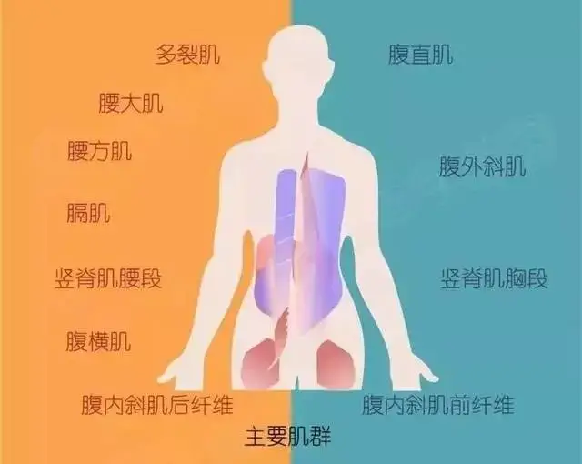 背部痛呼吸都痛_背部呼吸疼痛的原因_背部原因疼痛呼吸困难