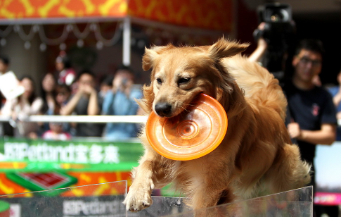 世界犬业联盟中国赛在长春举行，吸引众多参赛者