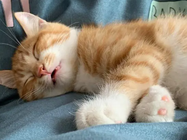 橘猫也能坐车出去交友了 小表情可神气了 