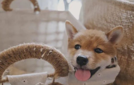 网友凌晨回家，发现门口有一只小柴犬守候，狗子：终于有人回来了，都等一晚上了！