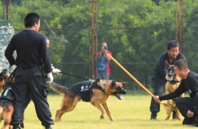 北京朝阳29只警犬赴派出所上岗 投入日常巡逻防控