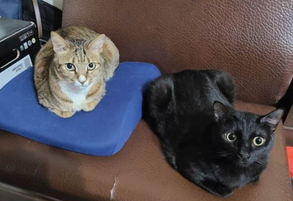主人进行“地震疏散演练”，她刚打开洗衣袋，猫咪们就自己进去了