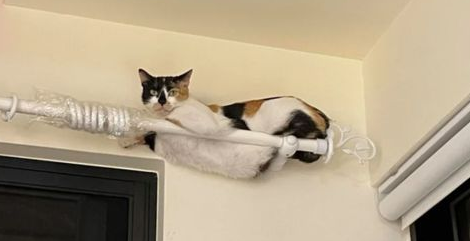 喵界小龙女！胖猫喜欢睡在窗帘杆上，主人无奈：你在练什么武功？