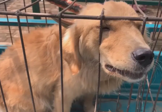 狗市中金毛犬直打哆嗦，270被送上狗肉车，狗狗全程夹着尾巴 