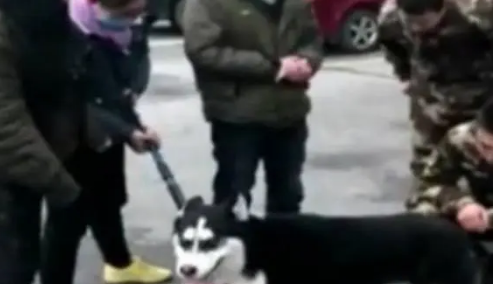 哈士奇犯二踩到了老鼠夹，被夹得嗷嗷大叫，只好请消防战士帮忙