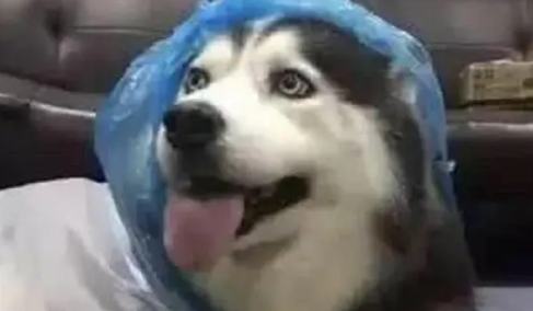 主人给哈士奇做了一件雨衣，结果二哈却嫌丑，一脸嫌弃