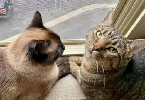 铲屎官养了两只猫咪，无意中拍到这一幕，真是心疼小黑猫
