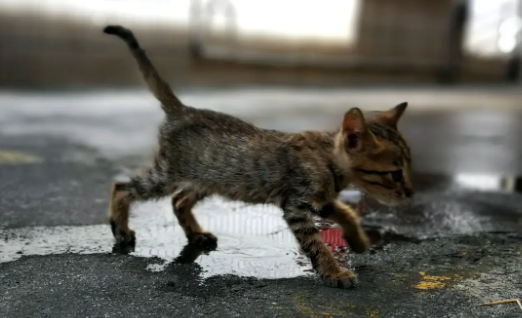 受伤流浪小猫重获新生，人宠和谐相处的重要性