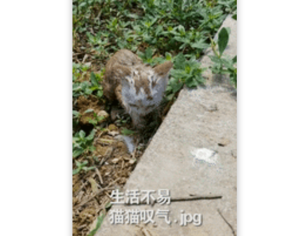 武警巡堤时捡到小橘猫，收编为“军喵”后，发现竟然掉色了...