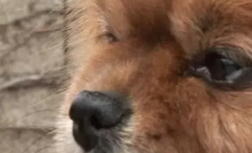 韩国老人与博美，你陪我到老，我对你不弃