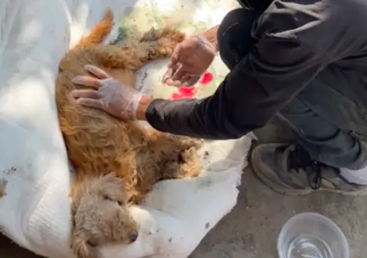 养了几年的狗临产前出车祸死去，8只小狗只活了1只，老奶奶心碎！