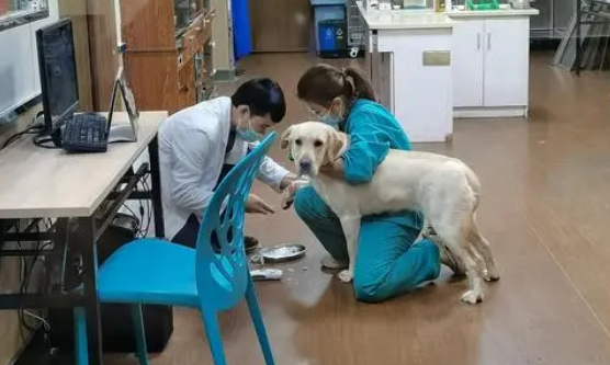 不同医院药品价格不同？如何选一家靠谱的宠物医院？专家：看口碑！