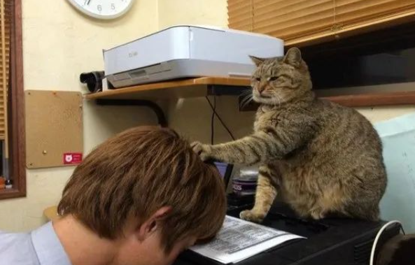 超恶劣办公环境大揭秘！猫咪职员疑似控制同事脑电波？