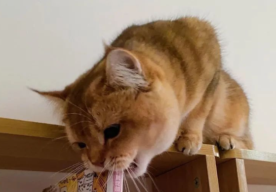 猫咪跳到书架上狂啃书本，网友见到书名后笑翻：它绝对是故意的！