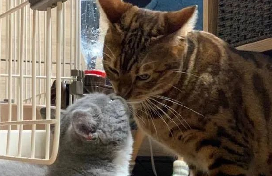 铲屎官养了两只猫咪，无意中拍到这一幕，真是心疼小黑猫