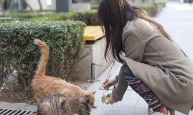 路边遇到一只流浪猫，女子好心喂养它，网友纷纷表示：赶紧抱回家