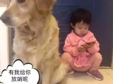 小主人偷偷摸摸玩手机让金毛把风，结果被发现后金毛这反应亮了 