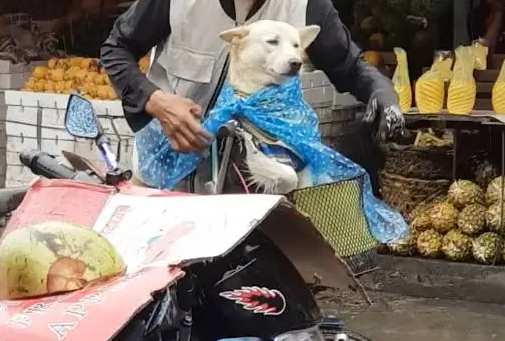 爷爷浑身湿透为爱犬穿雨衣戴草帽，有爱画面却让人莫名心酸…… 