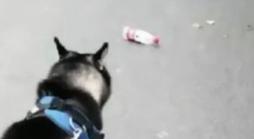 哈士奇好心捡垃圾去扔，结果好心却办成了坏事，最后二哈懵了