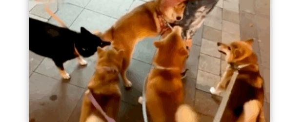 狗太多了好可怕！胆小柴犬路遇四条汪汪，竟吓到......