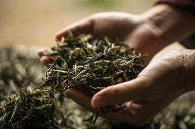 六堡茶