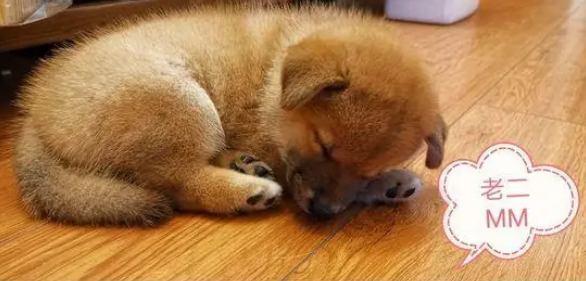 小狗在柴犬夫妻的悉心照顾下，都已经长大，太可爱了