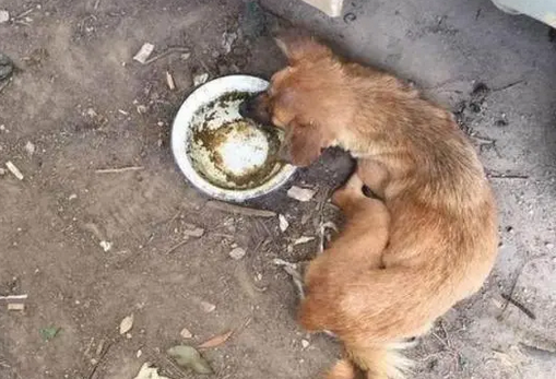 家门口的流浪小狗，每天喂食总混不熟，悄悄跟上去后心酸的不行