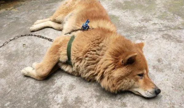 以前自由惯了，如今土狗被拴在家里看门，狗：一眼看到头了