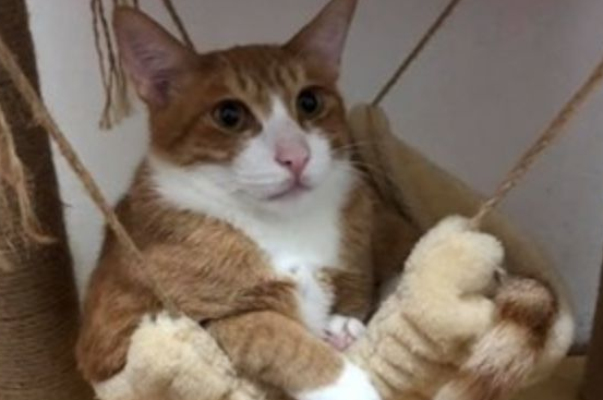 橘猫忘记自己长大了，它非要挤在小时候的吊床上，小模样让人笑翻