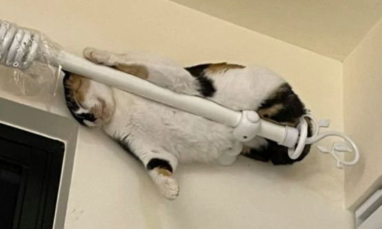 喵界小龙女！胖猫喜欢睡在窗帘杆上，主人无奈：你在练什么武功？