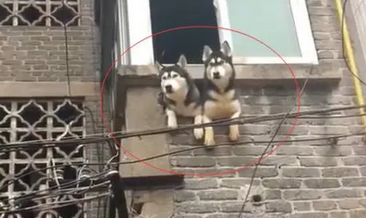 邻居养了两只哈士奇，它们天天都在阳台张望，真是二货啊