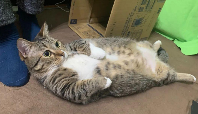 猫咪瘫在地上看电视，这慵懒的坐姿...像极了“啤酒肚大叔”！
