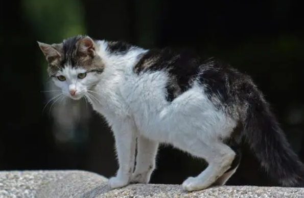 万名爱猫人抗议长跑干扰猫咪栖息地 要求更改线路