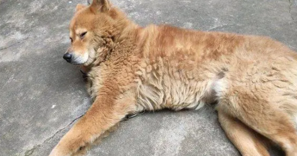 以前自由惯了，如今土狗被拴在家里看门，狗：一眼看到头了