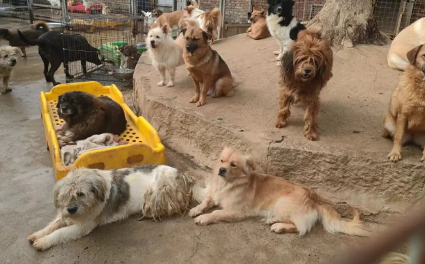 狗狗因年龄大，被人卖到了菜市场，在等待死亡时，它遇见了生命中的光...