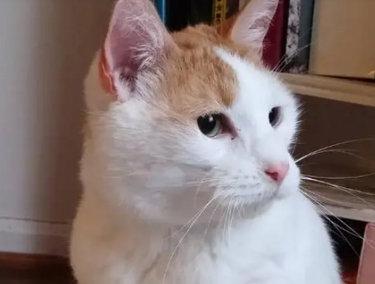 猫咪情深？两只猫咪结伴流浪，其中一只被收养又跑出来找小伙伴