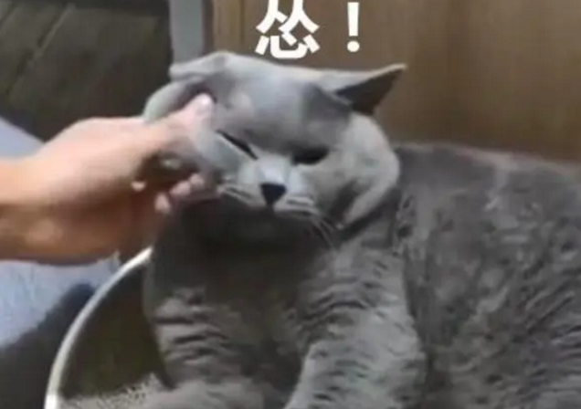 主人用的这招杀鸡儆猴，还真把猫咪吓唬到了，蓝猫这次终于消停了