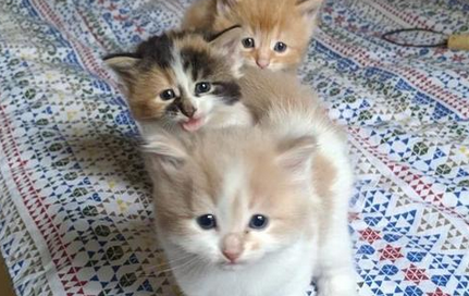 宝宝和猫咪被关在屋里，宝宝打不开门，猫咪是这样做的
