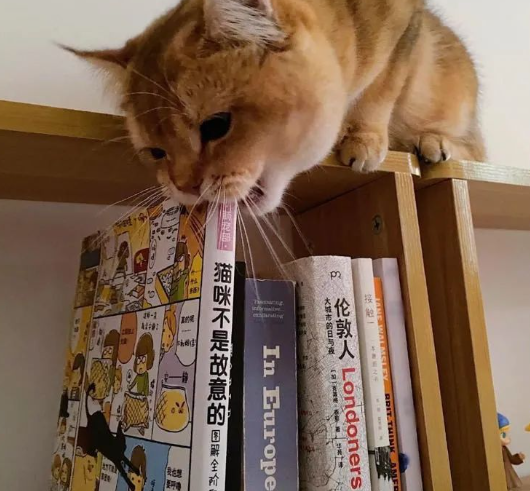 猫咪跳到书架上狂啃书本，网友见到书名后笑翻：它绝对是故意的！