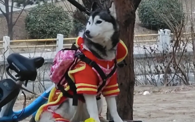 哈士奇穿着衣服被拴在河边，疑似被人遗弃，已在原地等了一天！