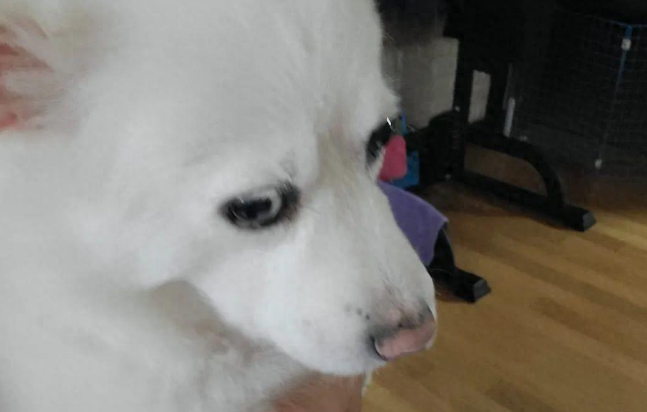 主人跟爱犬吵架说了重话，气坏狗子了，单方面开始冷战，该怎么哄