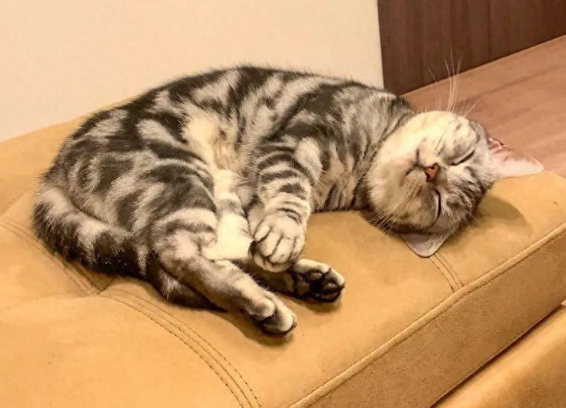 逆子猫凭空消失，铲屎官急到满头大汗，没想到它竟藏在...