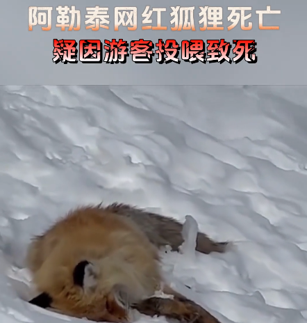 网红狐狸死在雪地里 知情人士：可能是游客随意投喂导致