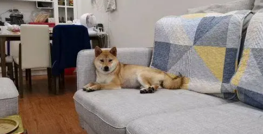 小狗在柴犬夫妻的悉心照顾下，都已经长大，太可爱了