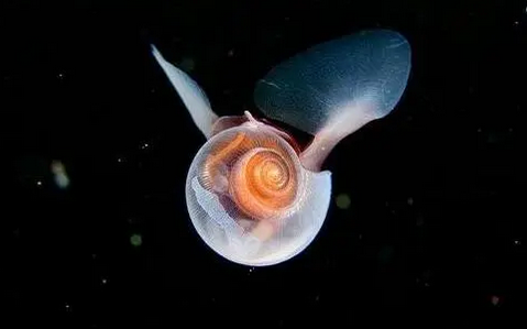 从卵生到胎生用了10万年 解开海洋蜗牛繁殖进化的基因之谜