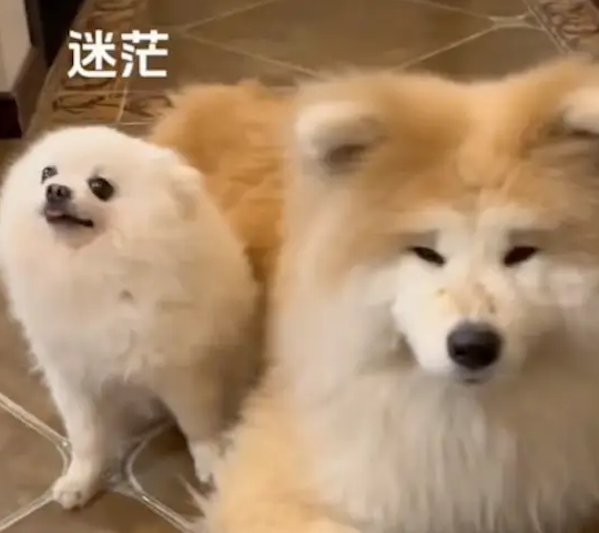 女生和狗狗玩了会要离开了，狗狗还三步两回头看她，好不舍哦！ 