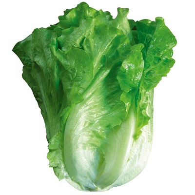 生菜