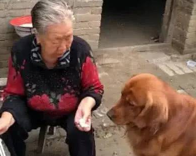 主人因工作忽略金毛，金毛孤独得了抑郁，送去给奶奶后判若两狗