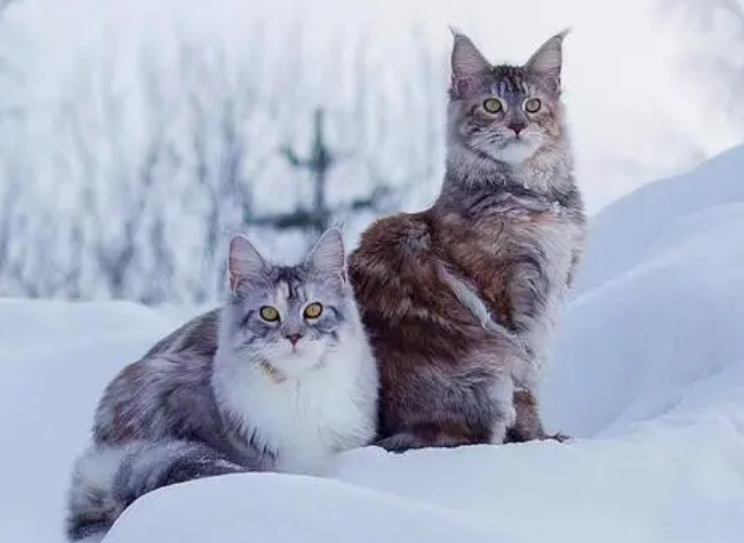 喵在雪地里跑，突然从上面窜出另一只猫，结果…… 