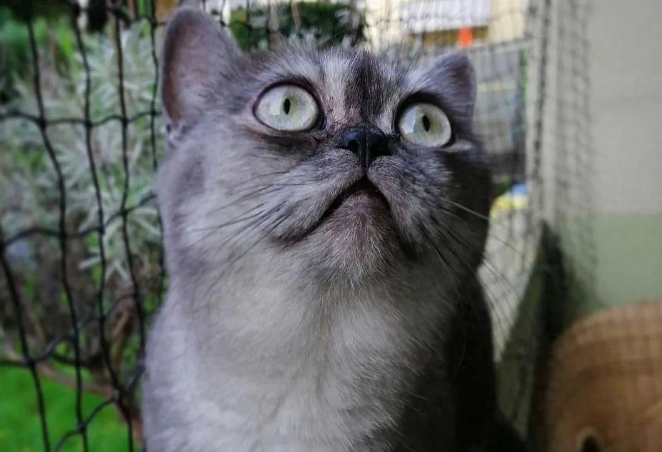 猫咪天生臭脸被嫌弃长得晦气，被收编后判若两猫：明明超可爱的！